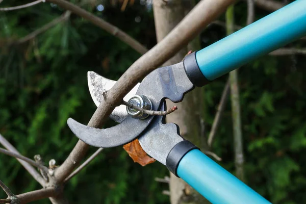 Werken met de planten in de tuin. Droge boomtakken snijden — Stockfoto