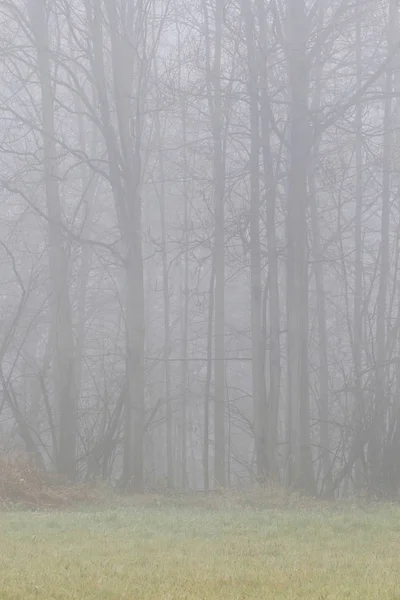 Trees beaing seen throught the fog. — Stok fotoğraf