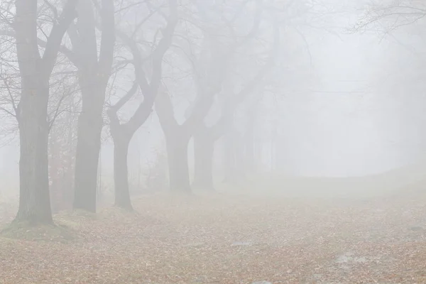 Alberi su un vicolo avvolti nella nebbia . — Foto Stock