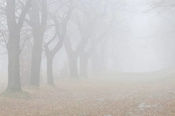 Trees on an alley shrouded in fog. — Stock Photo, Image