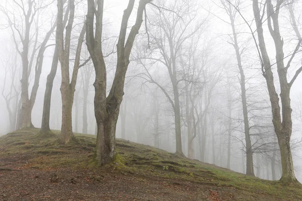 Trees on an alley shrouded in fog. — Stock Photo, Image