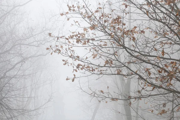 Drzewa w alejce okryte mgłą. — Zdjęcie stockowe