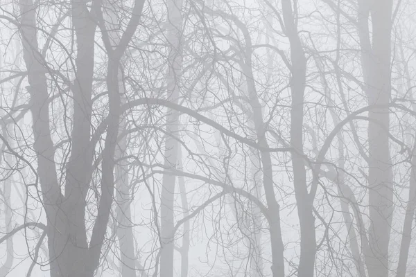 Trees on an alley shrouded in fog. — Stock Photo, Image