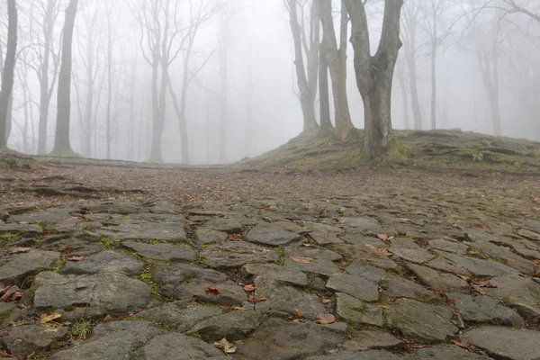 Trees on an alley shrouded in fog. — Stock Photo, Image