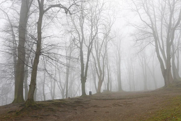 Trees on an alley shrouded in fog. — Stock Photo, Image