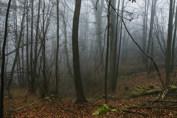 Foggy autumn forest, beautiful october morning. — Stock Photo, Image