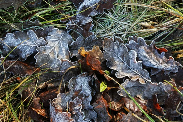 草の上の霜の葉. — ストック写真