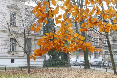 Krakow, Polonya - 27 Kasım 2019: Santral - Şehir Parkı