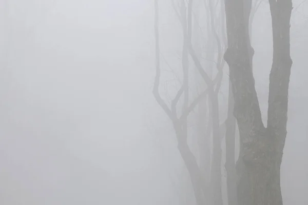 Sfondo astratto con alberi e nebbia . — Foto Stock