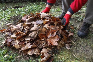 Bahçıvan şakayık kümesini nasıl çapalayacağını gösteriyor.