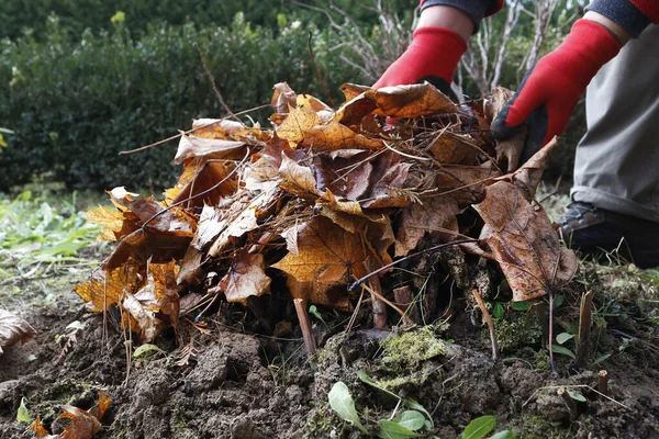 El jardinero muestra cómo azada un grupo de peonías para proteger pl —  Fotos de Stock