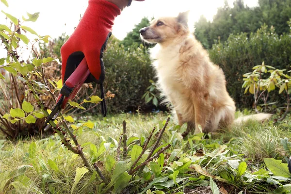 The gardener shows how to properly trim rose bushes before winte — 스톡 사진