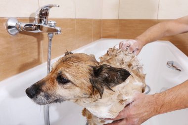 Köpeği küvette yıkamak..