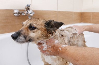 Köpeği küvette yıkamak..