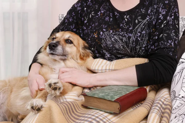 Mujer sentada en el sofá con su adorable perro y libro . — Foto de Stock