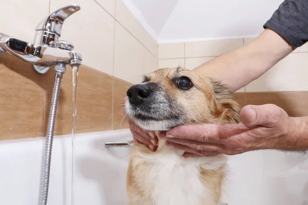 O cão mostra insatisfação por causa do banho . — Fotografia de Stock