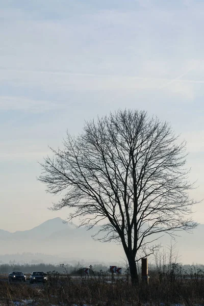 Frosted trees in the morning in the countryside — Stock Photo, Image