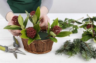 İşteki çiçekçi: kadın skimya (Skimmia japonica), her zaman yeşil bir çalı ve köknar dallarıyla nasıl çiçek aranjmanı yapılacağını gösteriyor. Adım adım, öğretici.