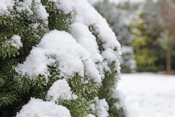Jehličnatý Keř Pod Sněhem Vánoční Tapety — Stock fotografie