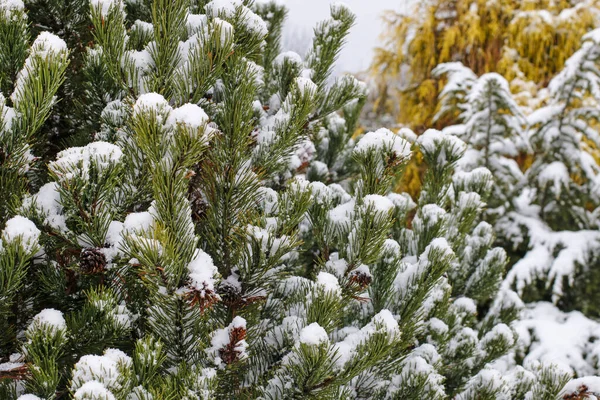 雪地下的针叶树 圣诞壁纸的主题 — 图库照片