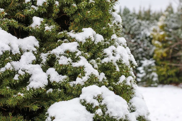 雪地下的针叶树 圣诞壁纸的主题 — 图库照片