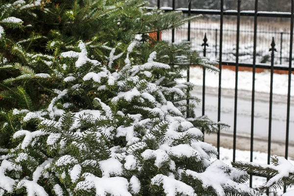 Árvore Abeto Sob Neve Motivo Papel Parede Natal — Fotografia de Stock