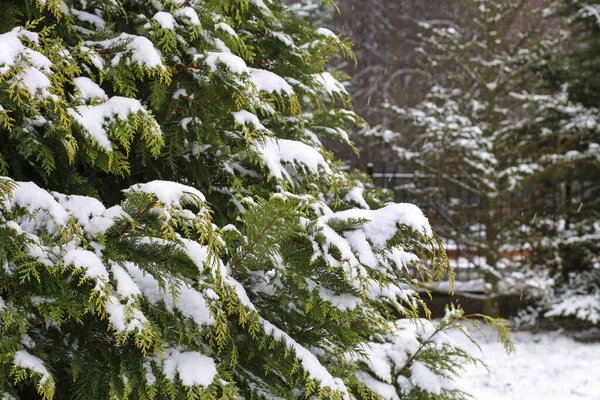 雪地下的针叶树 圣诞壁纸的主题 — 图库照片