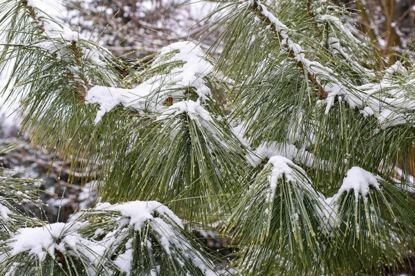 雪の下のピヌス ワリチャーナの木クリスマスのモチーフ — ストック写真