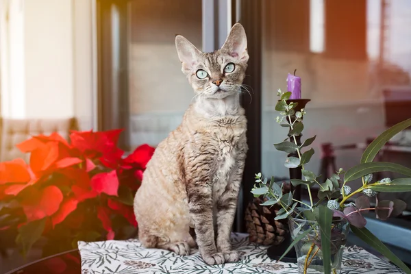 Linda Devon Rex gato está sentado em uma varanda agradável. O gato está gostando de estar em um terraço ao ar livre. O Inverno e o Natal estão a chegar. Decoração de Natal — Fotografia de Stock