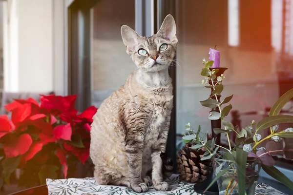 Piękny kot Devon Rex siedzi na ładny balkon. Kot cieszy się na taras na świeżym powietrzu. Zima i święta już wkrótce. Dekorację świąteczną — Zdjęcie stockowe