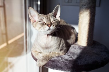 Gorgeus Devon Rex cat is feeling comfortable, sitting on her favorite place at home -  scratching post clipart