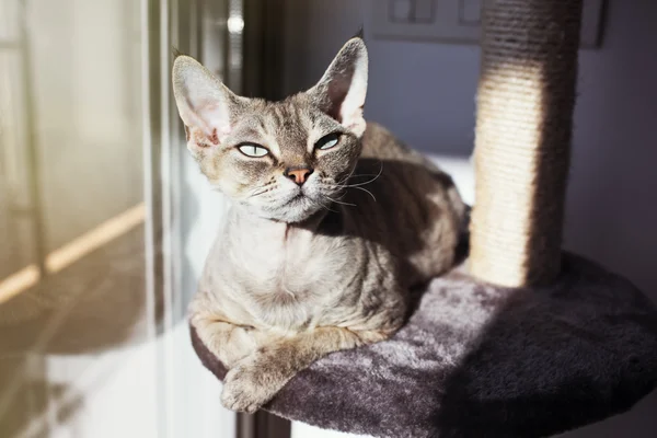 Όμορφη γάτα Ντεβον Ρεξ καθορισμό σε ένα ξύσιμο post lounge χώρο αφού δραστηριότητα και καλλωπισμός νύχια — Φωτογραφία Αρχείου