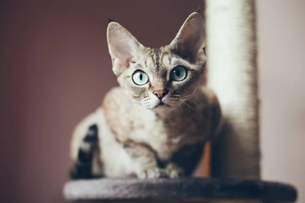 Portret piękny kot Devon Rex, patrząc w kamerę, naturalne światło strzelać, ładne cienie. — Zdjęcie stockowe