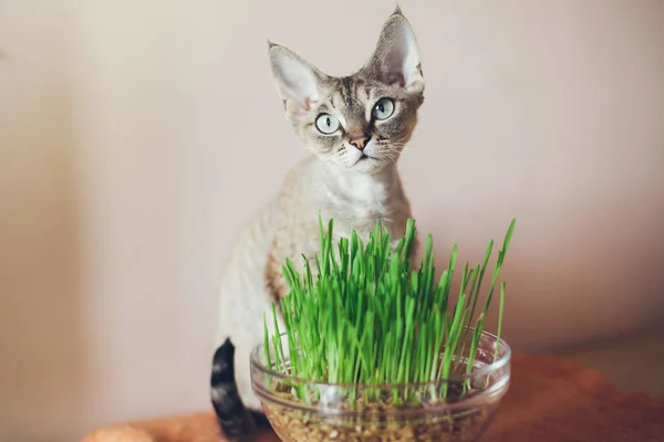 Kedi otu, evde beslenen hayvan çim. Doğal saç fırçası tedavi. Yoksun Rex pot çim ile