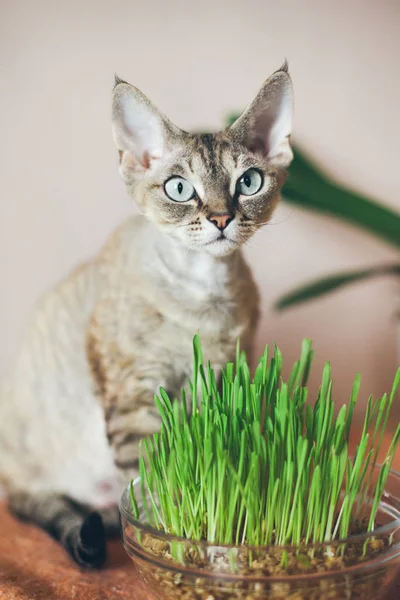 Devon Rex con hierba —  Fotos de Stock