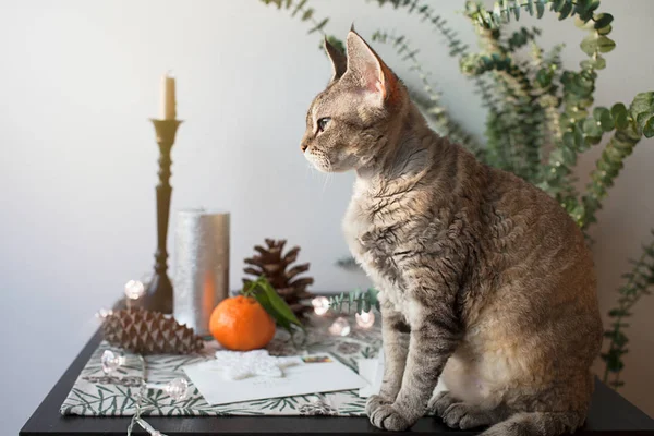 Devon rex macska Karácsonyi belső — Stock Fotó