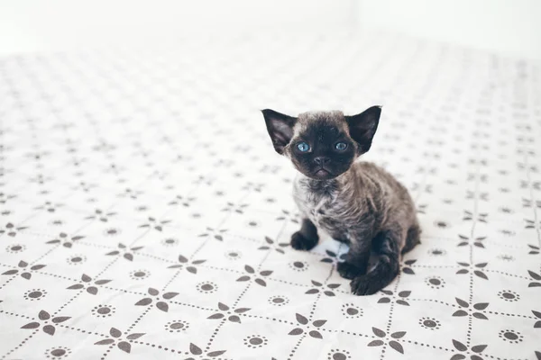 Pouco - Devon Rex gatinho de um mês de idade com orelhas grandes engraçadas está olhando para a câmera e sentado na cama com cobertor branco com padrão de impressão . — Fotografia de Stock