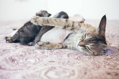 Güzel yoksun Rex kedi onu bebek yavru kedi ile mi.