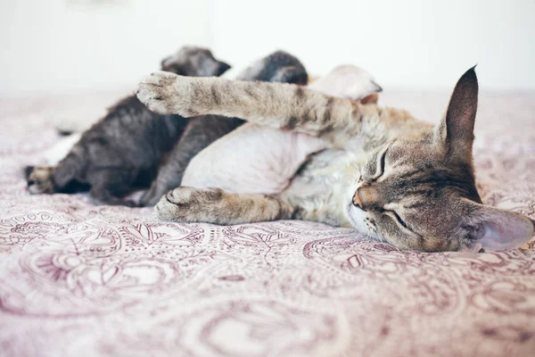 Güzel yoksun Rex kedi onu bebek yavru kedi ile mi.