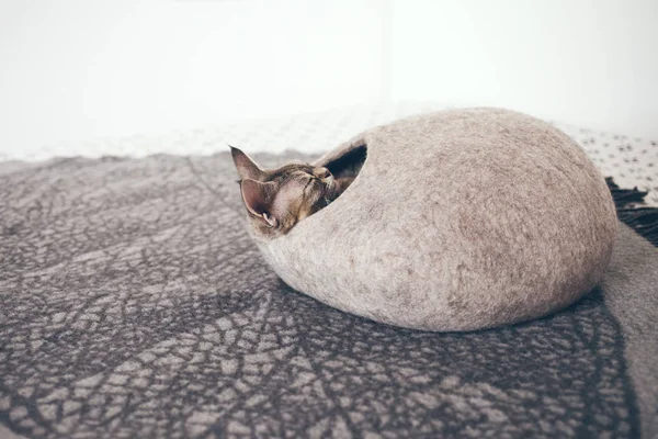 Devon Rex kot śpi w filcowe ciepłe łóżko do spania. Kot lubi komfortowe kokony wykonane z wełny - prosty, minimalistyczny wygląd ręcznie robione. — Zdjęcie stockowe
