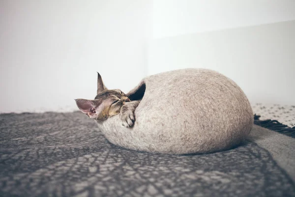 Yoksun Rex kedi veya sıcak yatakta uyuyan uyuyor. Yün - basit, en az el yapımı tasarımı yapılmış rahat kedi mağara kedi sever. 