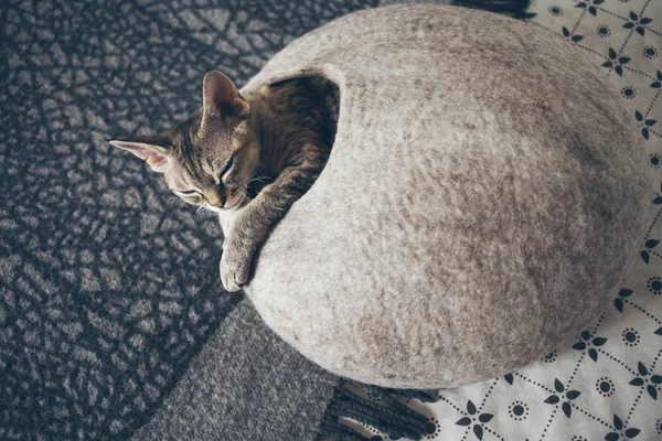 Adorable Devon Rex gato está durmiendo en fieltro cálido cama / cueva . — Foto de Stock