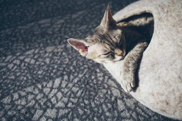 Nahaufnahme einer devon-rex-Katze, die im gefilzten warmen Haustierbett schläft. — Stockfoto