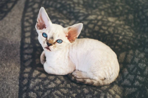 데 본 렉스 고양이 파란 눈의 클로즈업 — 스톡 사진