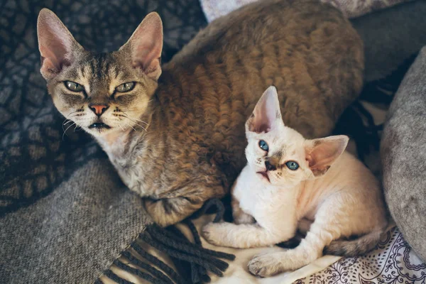 Retrato de adorável Devon Rex mãe gato com seu pequeno bebê gatinho estão deitando na cama juntos . — Fotografia de Stock