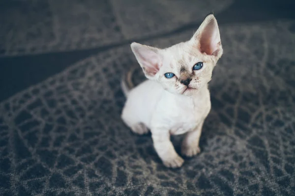 Hermosa devon rex punto tabby pequeño gatito es sentado en un suave manta . — Foto de Stock