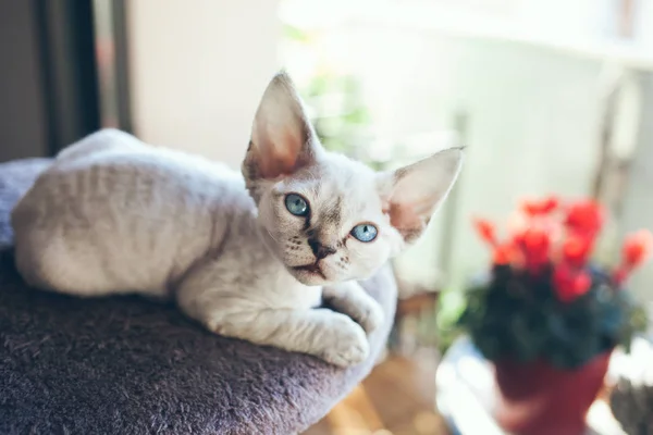 Pretty Devon Rex gatito está sentado en el poste de arañazos y mirando por la ventana . —  Fotos de Stock