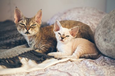 Yoksun Rex kedi ve yavru kedi. Sevgi ve hassasiyet. 