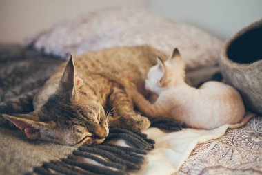 Yoksun Rex kedi ve yavru kedi. Sevgi ve hassasiyet. 