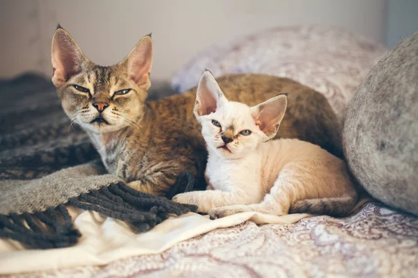 Yoksun Rex kedi ve yavru kedi. Sevgi ve hassasiyet. 